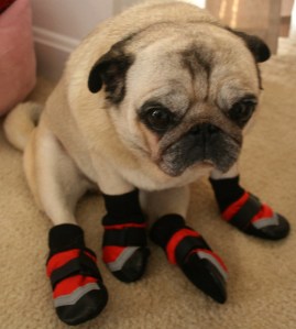 pooch in boots
