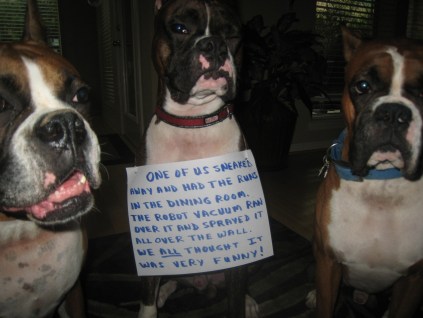 dog shaming